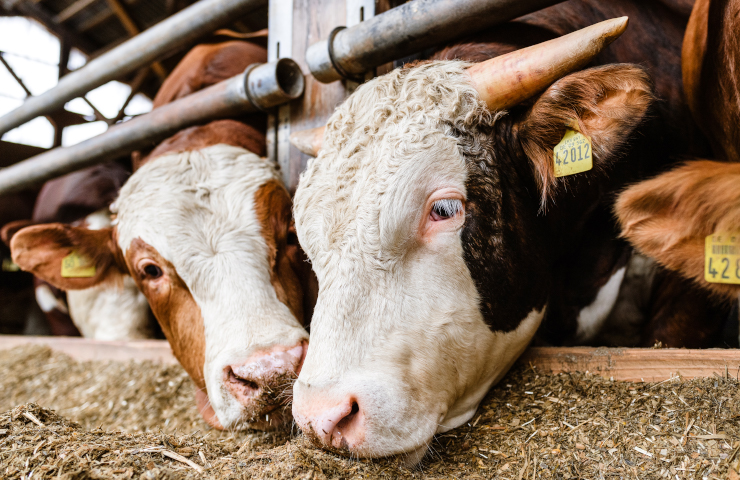Fresser Rindervermarktung - Viehhandlung Dieker