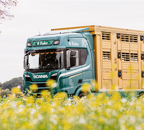 Artgerechter Viehtransport - Viehhandlung Dieker