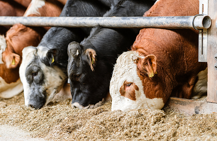 Rindervermarktung NRW - Viehhandlung Dieker