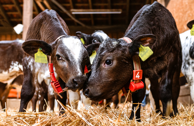 Rindervermarktung NRW Kälber - Viehhandlung Dieker