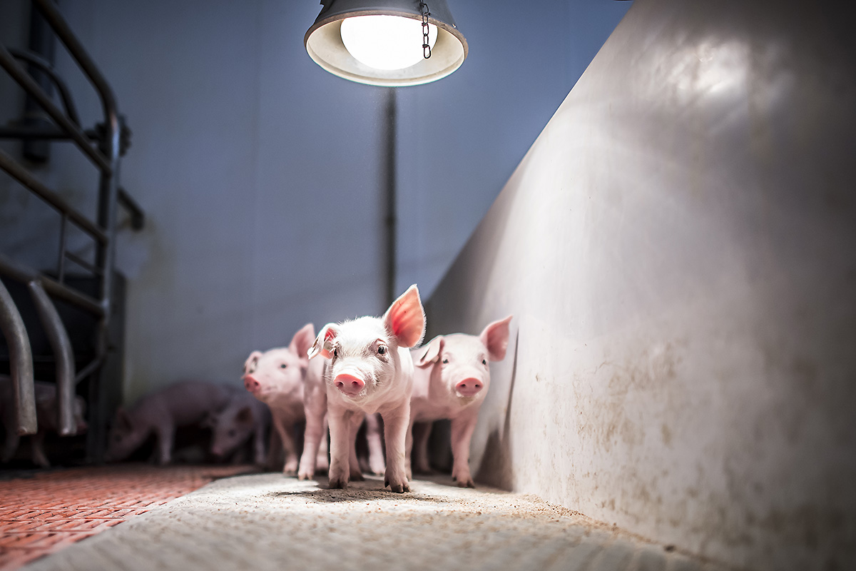 Mastschweine- und Sauenvermarktung - Viehhandlung Dieker