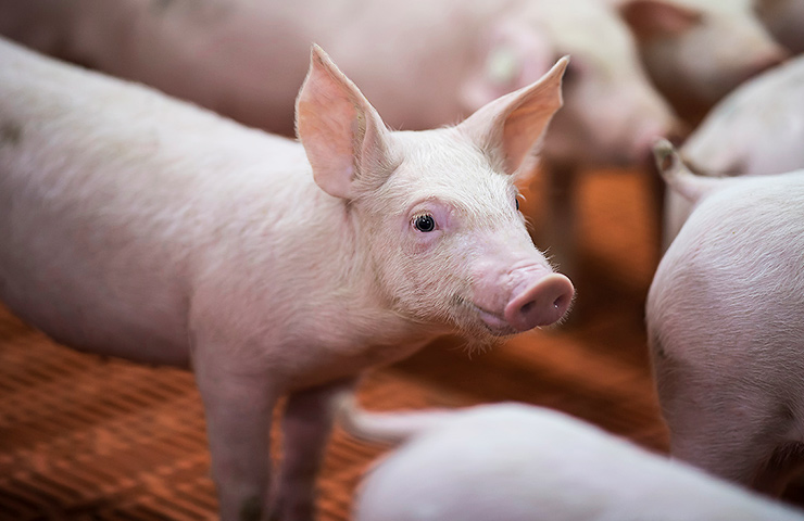 Schweinevermarktung - Leistung von Viehhandlung Dieker